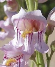 Penstemon Pink Palmers Palmeri Flower Seeds    Free Shipping!