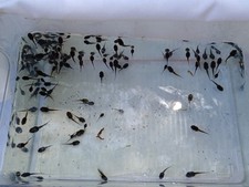 Tadpoles - 25+ Live Mystery Tadpoles - Tree Frog, Southern Toad, Leopard & More!