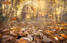 Landscape fall nature leaves depth of field wind Custom Gaming Mat Desk