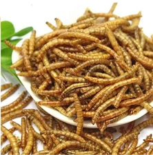Dried Mealworms Bulk Non-GMO Natural for Wild Blue Bird Food Chickens Hen Treats