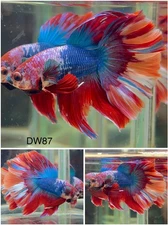 Male Betta Live Fish - Koi Candy Galaxy Halfmoon - DW87 - High Quality A+*