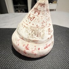 Turbo Sea Shell White & Red Markings, Pearly Interior with White & Red Pattern