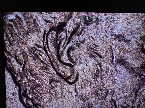 1988-P Lincoln Memorial Cent — photo from another recent sale
