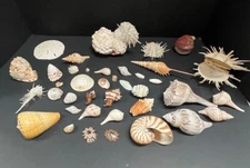 39 Vintage Shell & Coral Lot Florida Mexico