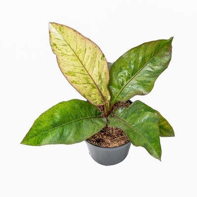 Real Pict  Anthurium Hookeri Variegated Rare Plant