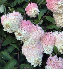 Hydrangea paniculata Grandiflora  Pee Gee Hydrangea  100 Seeds