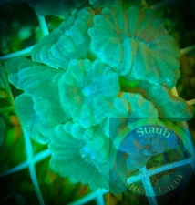 SAF~"WYSIWYG" Green Candy Cane Coral frag, LPS, Soft,Colony, trumpet coral