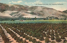 Orange Grove Near Foothills CA California c1907 Postcard E129
