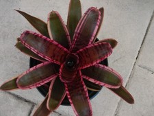 Neoregelia TANTRUM Bromeliad one tropical plant MEDIUM 