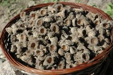 25 FRINGED BURR OAK ACORN CAPS FOR CRAFTS FAIRY GARDENS