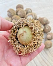 12 Burr Oak Tree Acorns Large Burr Oak Seeds Planting Crafts Quercus Macrocarpa