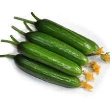 Fruit Cucumber -Green Crisp F1 Hybrid