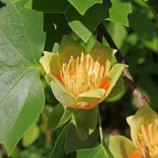 Tulip Poplar tree, with curved trunk, will produce beautiful yellow flowers