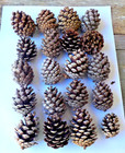 Lot of 50 Weathered Small Pine Cones 1 1/2 to 2 1/4 Inches Tall