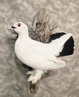 Alaskan Winter Willow Ptarmigan grouse pheasant taxidermy bird art