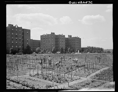 Photo:New York Queens Forest Hills Victory Garden 1944 Apartment Buildings