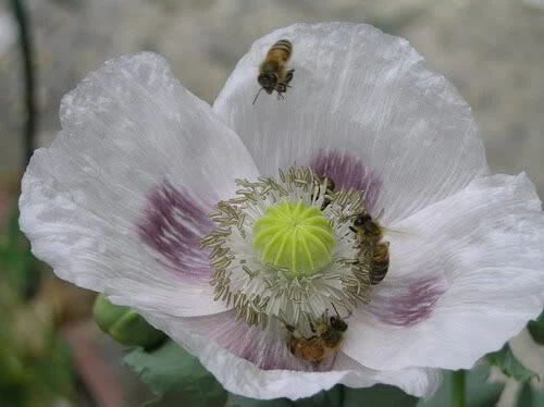 Giant White Poppy Flower Seeds 200 plus - Picture 4 of 4