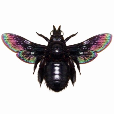Xylocopa latipes black iridescent carpenter bee Indonesia mounted packaged