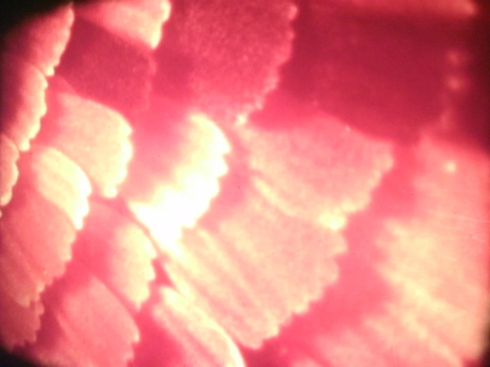 16mm Soviete educational " Lepidoptera " Film Color Movie Nature butterfly - Image 3 of 4