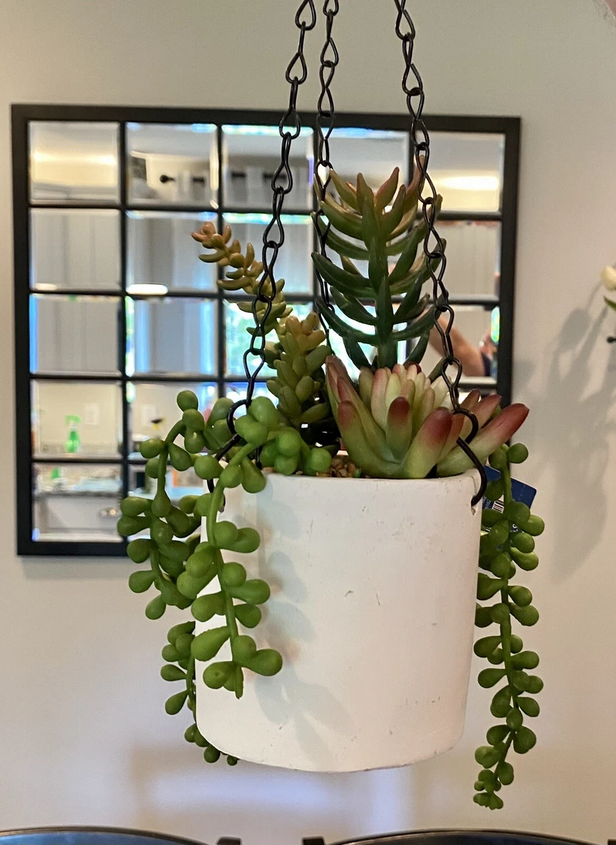 Hanging 2024 succulent plants
