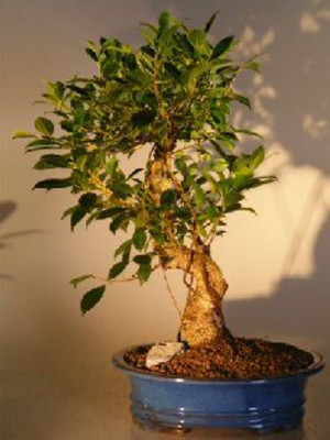 Ficus Retusa Bonsai Tree Live Plant Curved Trunk Banyan Fig 17''H Indoor Plant