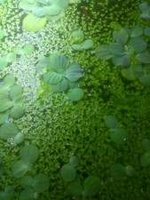 25 Dwarf water lettuce + handful of duckweed and USA