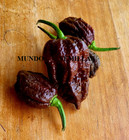 Carolina Reaper Chocolate (the Most Spicy Of World) Chili 10 Seeds