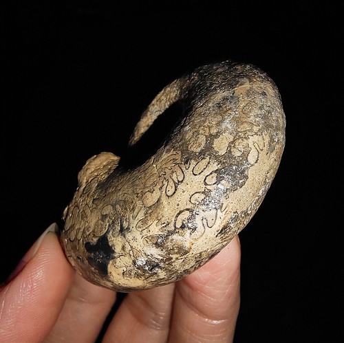 AMAZING AMMONITE!! RARE CHRYSTALIZED TRIASSIC FOSSIL FROM TIMOR, INDONESIA 53MM - Picture 5 of 10