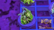 TC Tinker Bell WYSIWYG GA7 ~Live Coral Frag ~TankCandy~