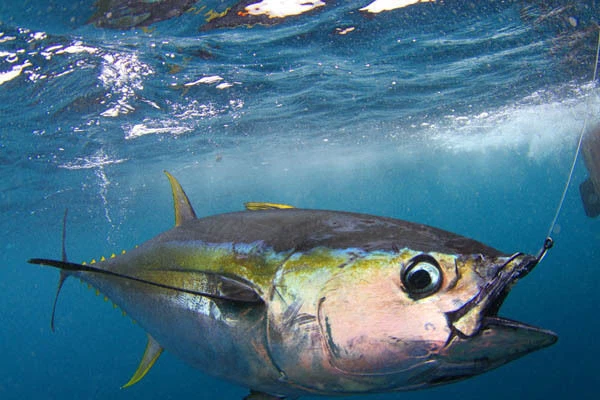 Lote de 5 señuelos de arrastre Green Machine de 10" Wahoo Marlin pesca atún golpeador aparejado Foto 2 de 3