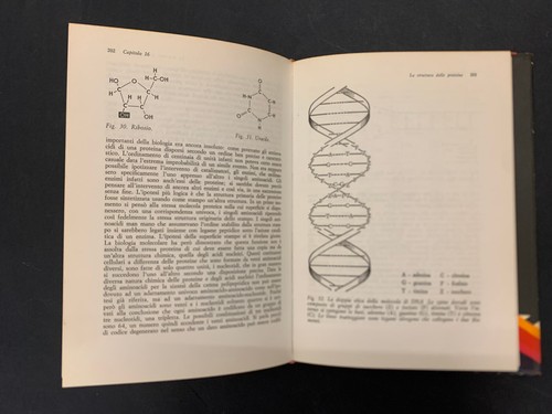 Isaac Asimov: La vita e l'energia, Zanichelli, 1970, FISICA CHIMICA BIOLOGIA - Foto 15 di 22