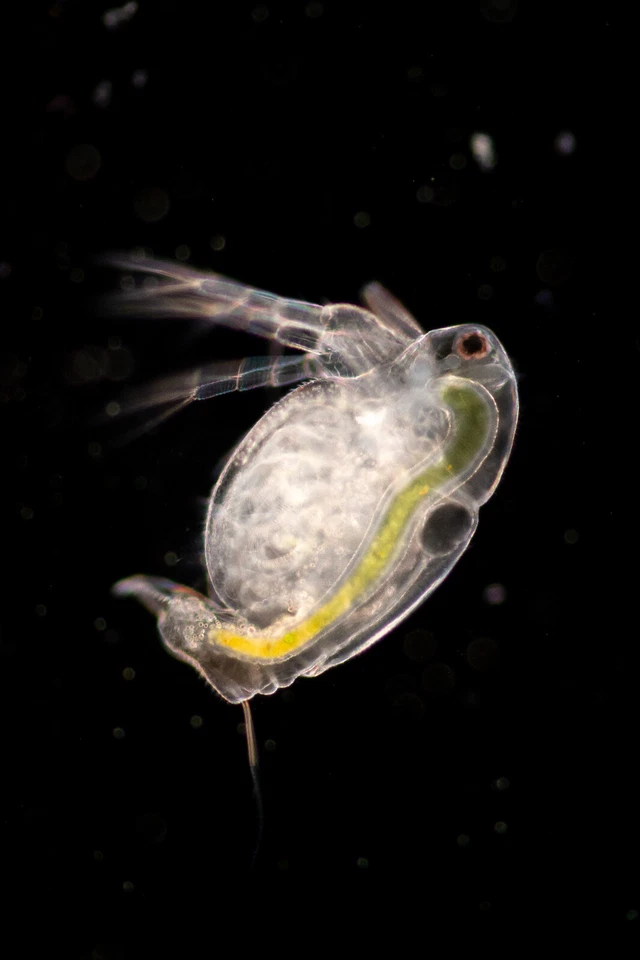 TRIOPSSHOP Moina macrocopa japonesa, pequeños tríopos de pulgas de agua esférica