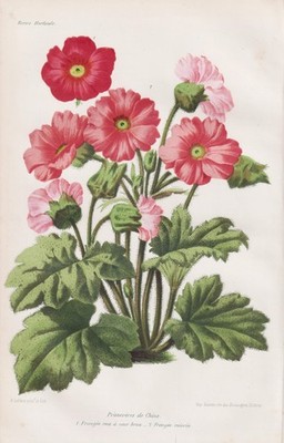 Primel primrose Blume flower botany Botanik lithograph Revue Horticole 1865