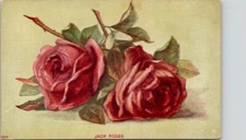 Jack Rose Red Pink Flower Vintage Postcard Spc15
