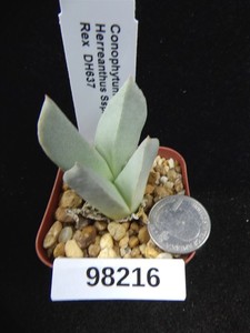 Conophytum Herreanthus Ssp. Rex DH 637 Seedling Live Succulent Cacti Plant 98216