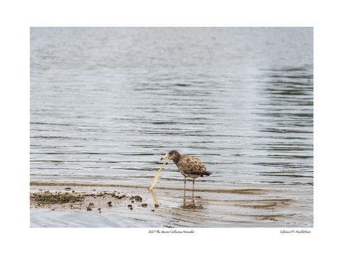 2023 The Master Collection Limited Edition Photo Prints by Aussie Neville Hiatt - Picture 13 of 14