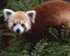 647947 Nature Red Panda China Animals Wall Print Poster