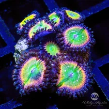 (I1) Rainbow Infusion Zoa - WYSIWYG Live Coral Frag