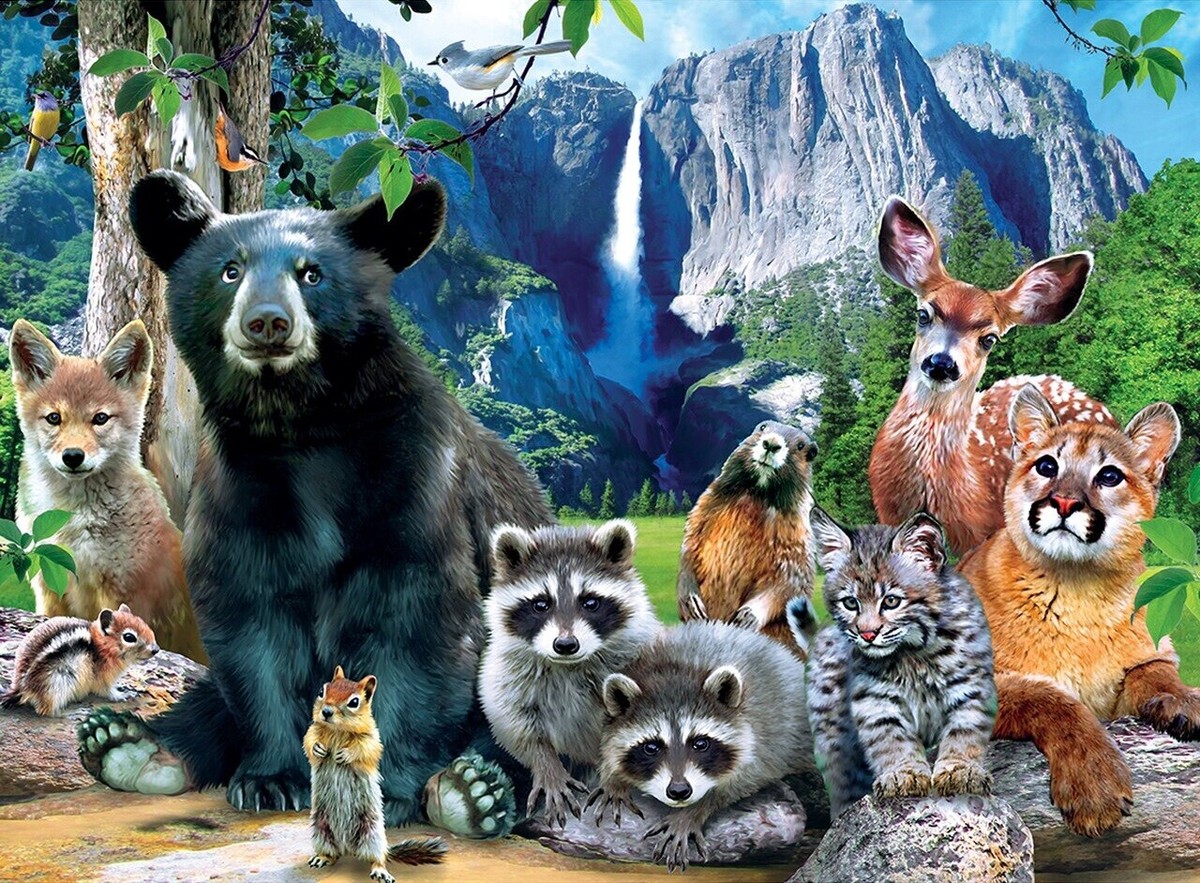 アート・デザイン・音楽 NATIONAL GEO 100 best wildlife pictures National Geographic: 100 Best Wildlife Pictures: Collector's