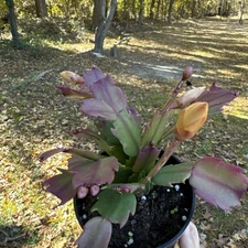 Yellow/gold Thanksgiving Cactus In 4” Pot Shipped Bareroots Exact Plant