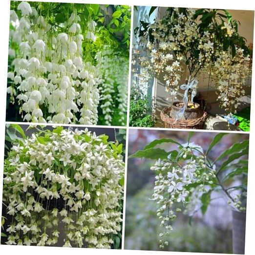 Climbing Weeping Jasmine Seeds for Planting, 100pcs Perennial Fragrant 