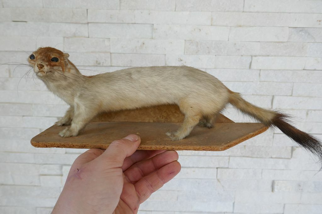 +++ Old Lovely Nice *European WEASEL* "Wiesel" Taxidermy Collectors +++