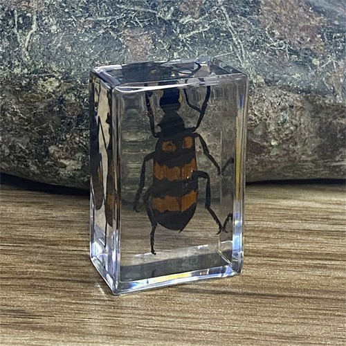 Insekt in Harz Präparat Briefbeschwerer Spinne Käfer Sammlung Wissenschaft Bildung - Bild 13 von 43
