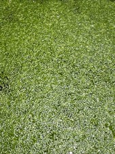 Buy 2 Get 1 80 OFF: Duckweed Lemna Minor - Natural Aquarium/Pond Plant