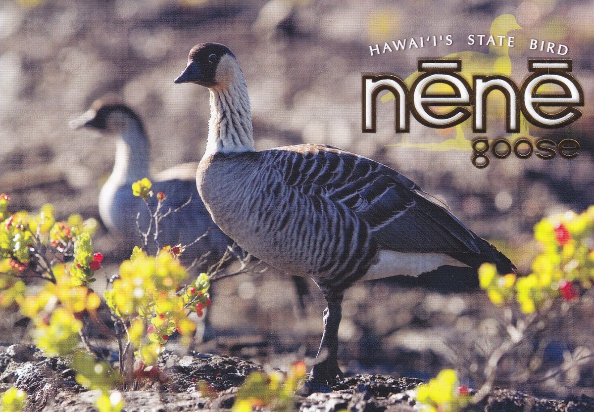 H-336 (1 Card Hawaii's State Bird NENE Goose, their name from
