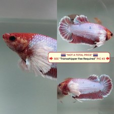 Live Betta Fish Thailand -- Red Dumbo HMPK Female