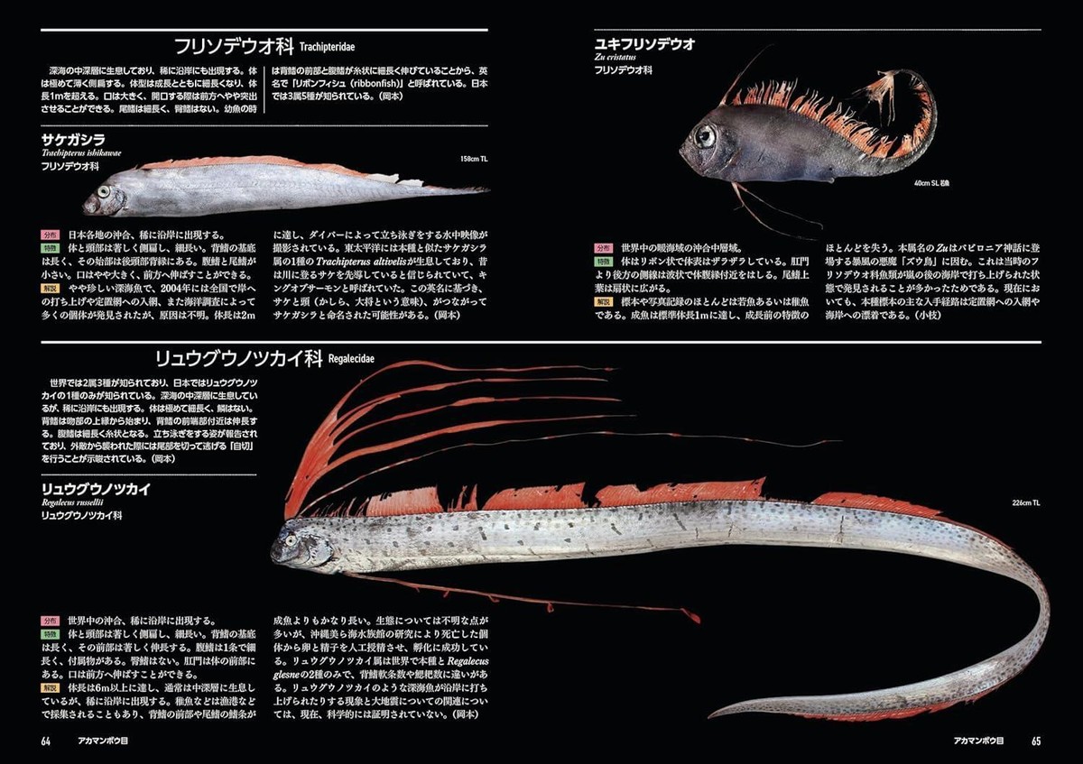 コンピュータ・IT Deep Sea Fishes Scientists break separate records for deepest fish ever