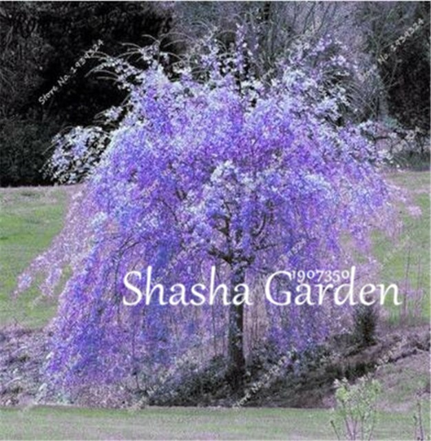 Seeds Cherry Sakura Japanese Bonsai Flower Blossoms Tree Blossom Oriental Seeds For Sale Online Ebay