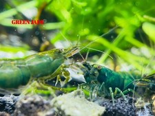 20 2 GREEN JADE - Freshwater Neocaridina Aquarium Shrimp. Live Guarantee