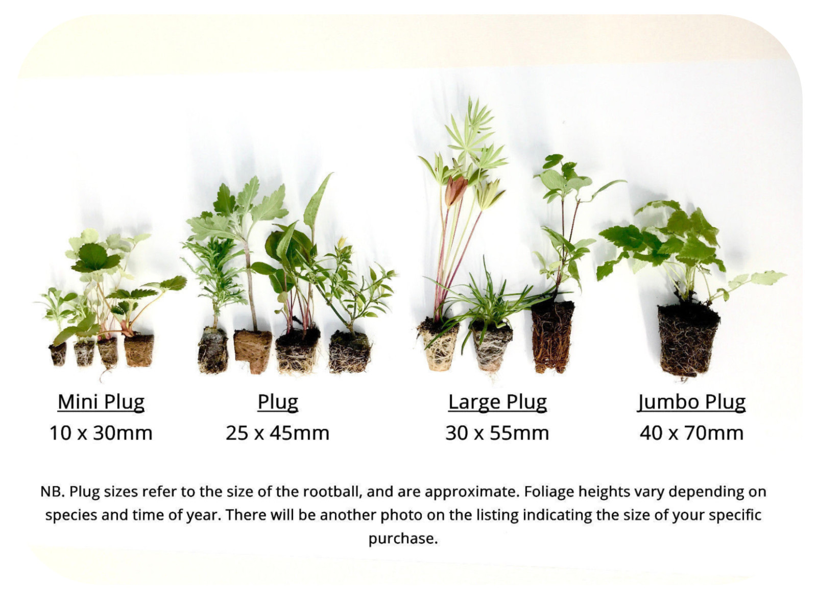 Pansy Power Mini Bedding / Hanging Basket Plug Plants x 24 For Potting On, eBay